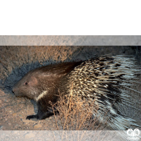 گونه تشی Indian Crested Porcupine